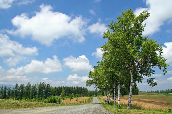 Der Sommerweg führt in den Birkenwald