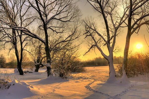 Trees in a snow-covered forest with the sun