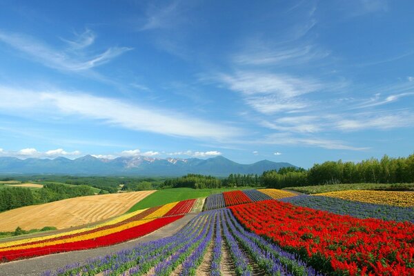 Campo di fiori con tulipani