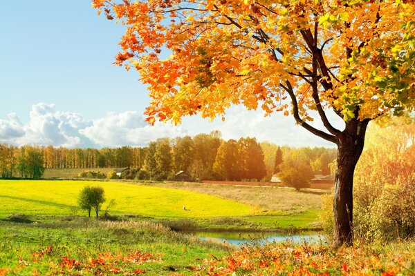 Herbstliche Landschaft. Bäume mit gelben Blättern