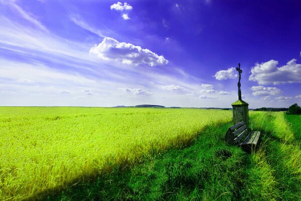 A lonely bench in a young wheat field