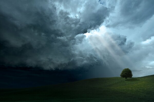 La luce che illumina l albero. Bellezza sulla collina