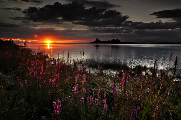 Orange sunset. The sun sets in the water. Crimson flowers on the shore