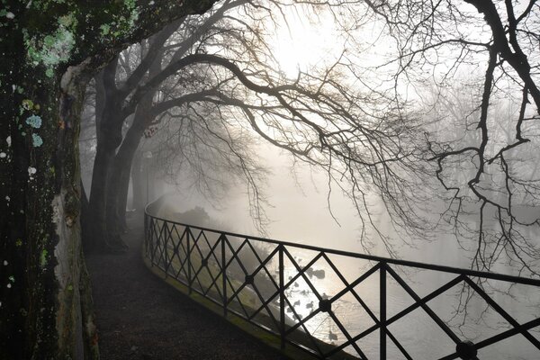 Brouillard matinal au bord de la rivière