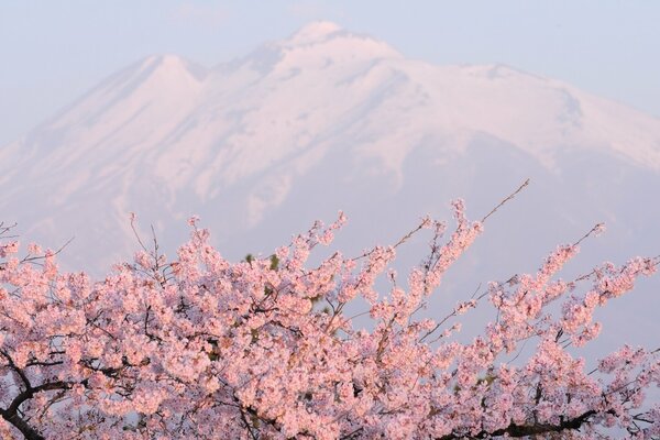 Kirschblüten auf dem Hintergrund eines schneebedeckten Berges