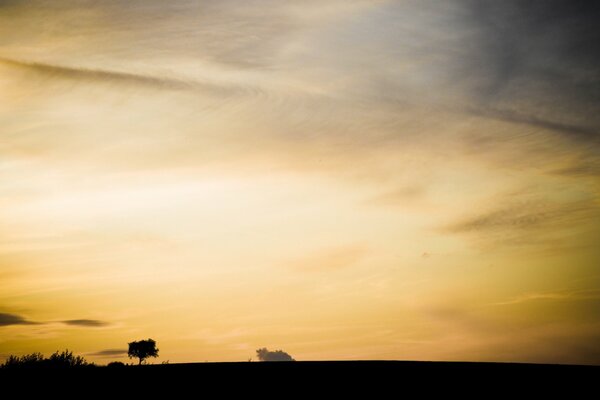 Silhouette d herbe et d arbre sur fond de ciel jaune avec des nuages pennés