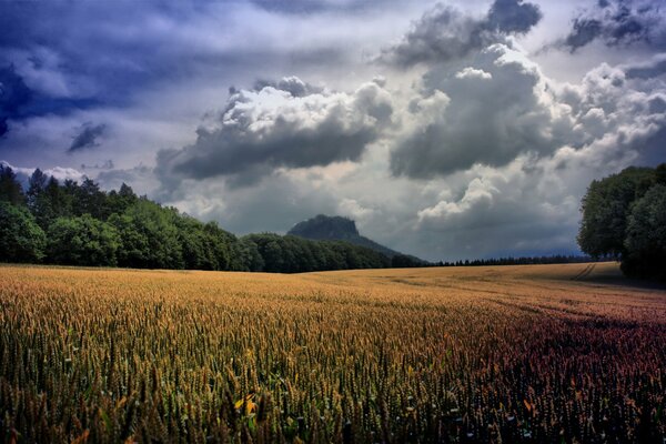 Campo de trigo bajo nubes oscuras cerca del bosque