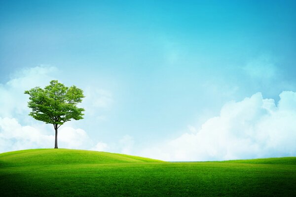 Grünes Feld und Baum auf einem blauen Himmelshintergrund mit Wolken