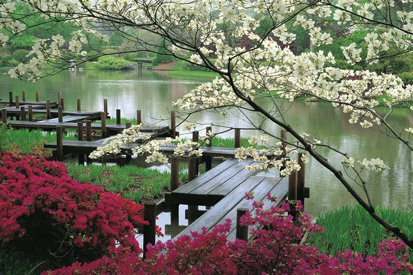 Flowering trees. Bridges over the water