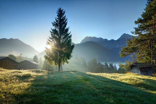 Einsame Fichte im Morgengrauen in der Sonne