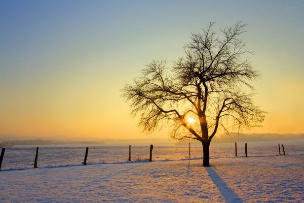 Ein einsamer Baum im Winterfeld