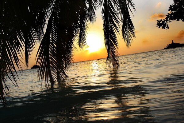 Palm leaves on the background of sunset over the sea