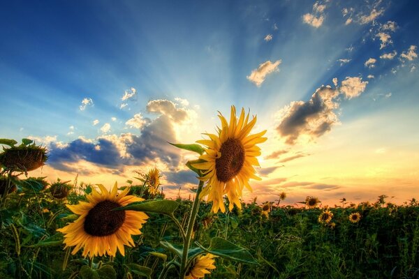 Champ avec des tournesols sur fond de coucher de soleil