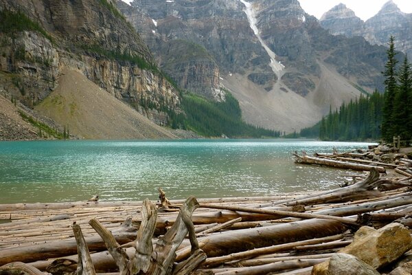 Forest crossing on the river in the mountains