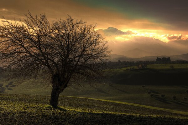 Einsamer Baum mit einer großen Krone ohne Blätter vor dem Hintergrund eines orangefarbenen Sonnenuntergangs. Landschaft. Dämmerung