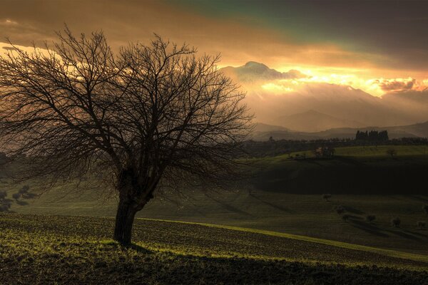 A lonely tree with a large crown without leaves on the background of an orange sunset. Landscape. Twilight