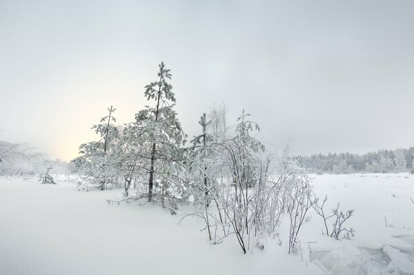 Winter forest in the sun