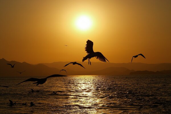 Fliegende Vögel bei Sonnenuntergang über dem Meer