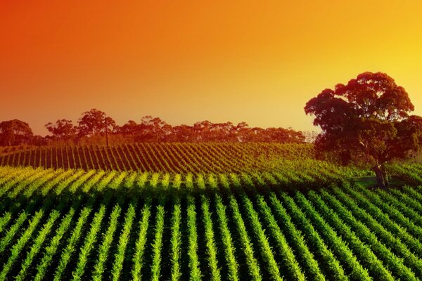 Vista de los campos de cultivo sin fin