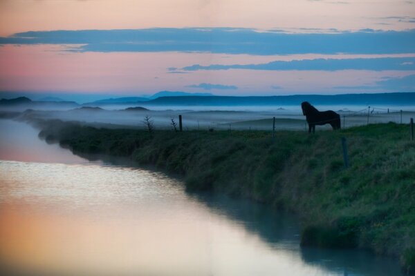 A lonely horse in the fog