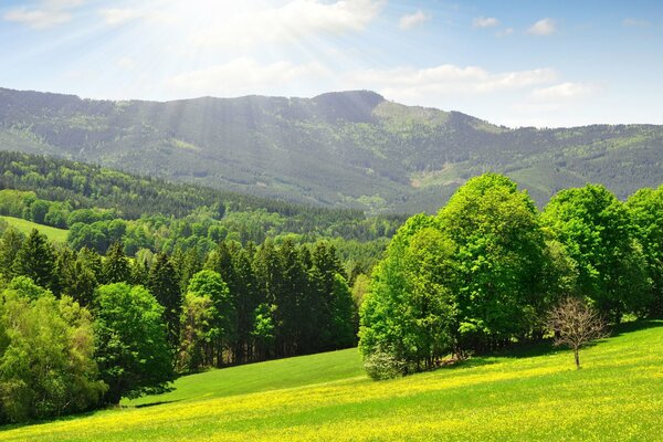 A picture depicting a sunny forest mountains