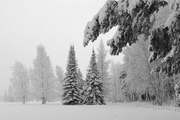 Snow-covered fir trees in the winter forest