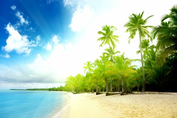 Paesaggio soleggiato della riva del mare con palme