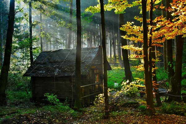 Maison de garde parmi les arbres