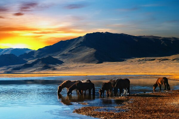 Konie na wodopoju, za pasmem górskim niebo o zachodzie słońca
