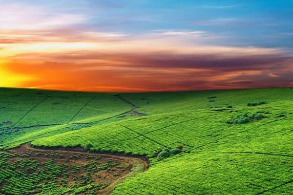 Horizont über dem grünen Feld