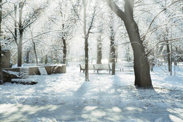Zimowy park oświetlony słońcem