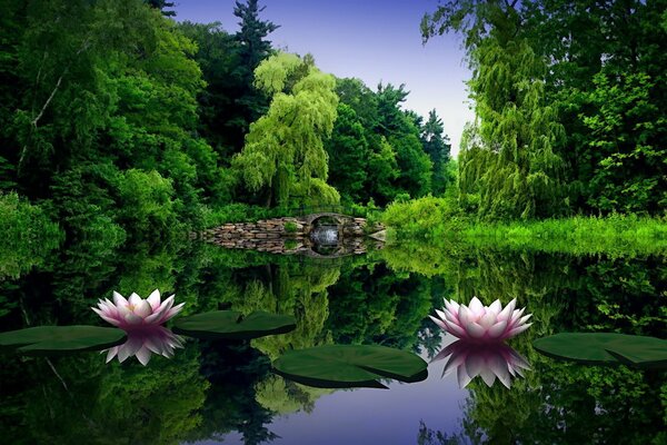 Pink water lilies bloomed in the pond