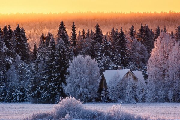 Dom w lesie sosnowym w mroźny zimowy dzień