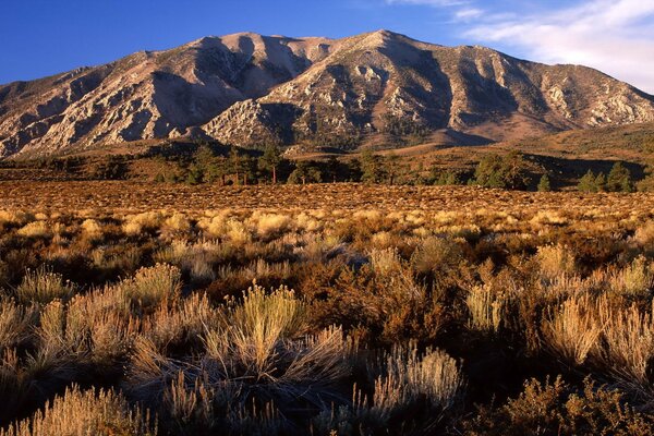 Arbustos de la llanura de California en el fondo de las colinas