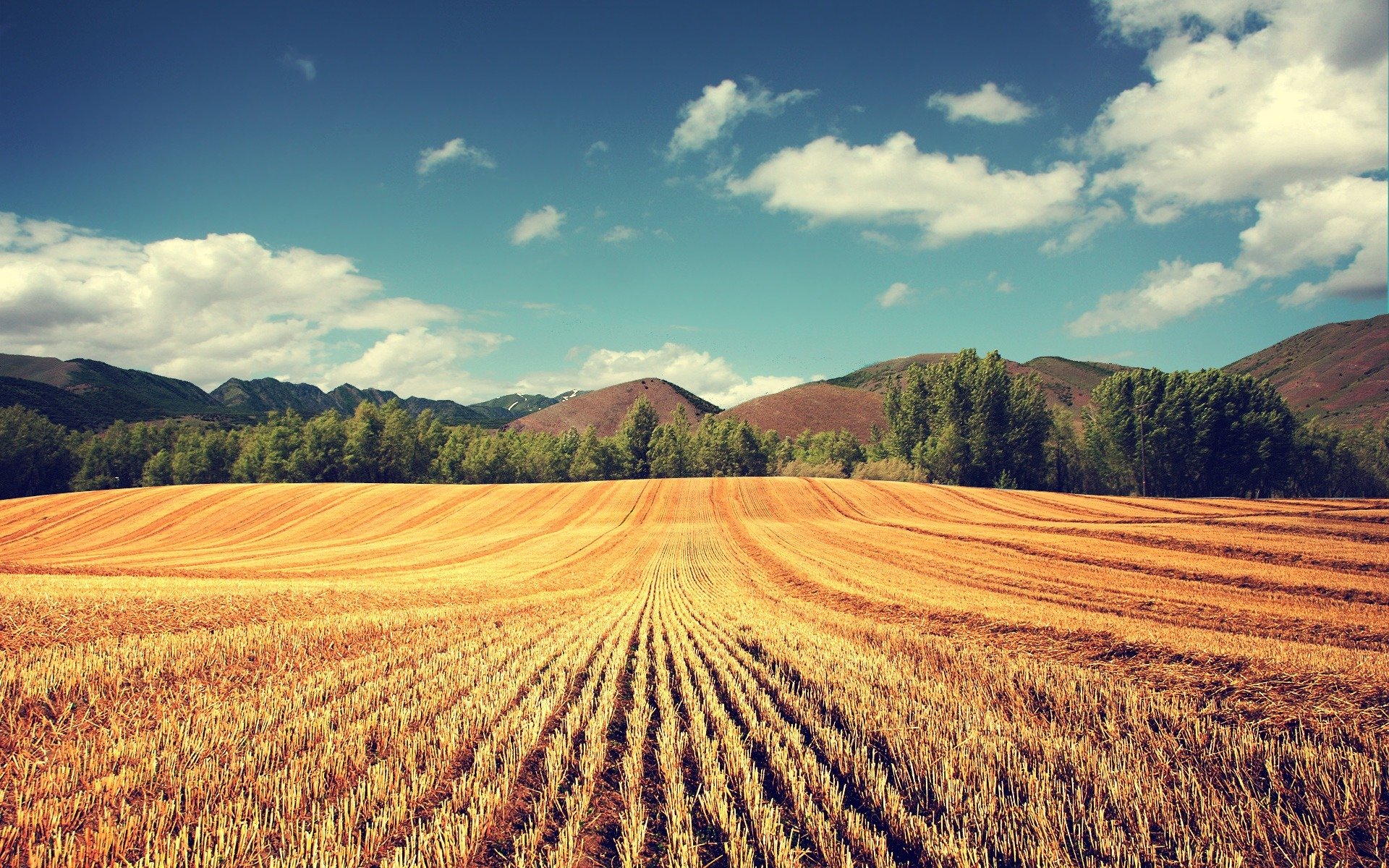 campo grano raccolto spighe alberi