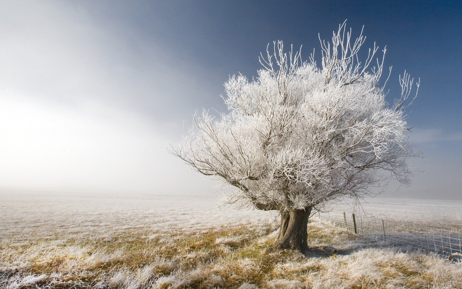 winter tree fence sky landscape nature