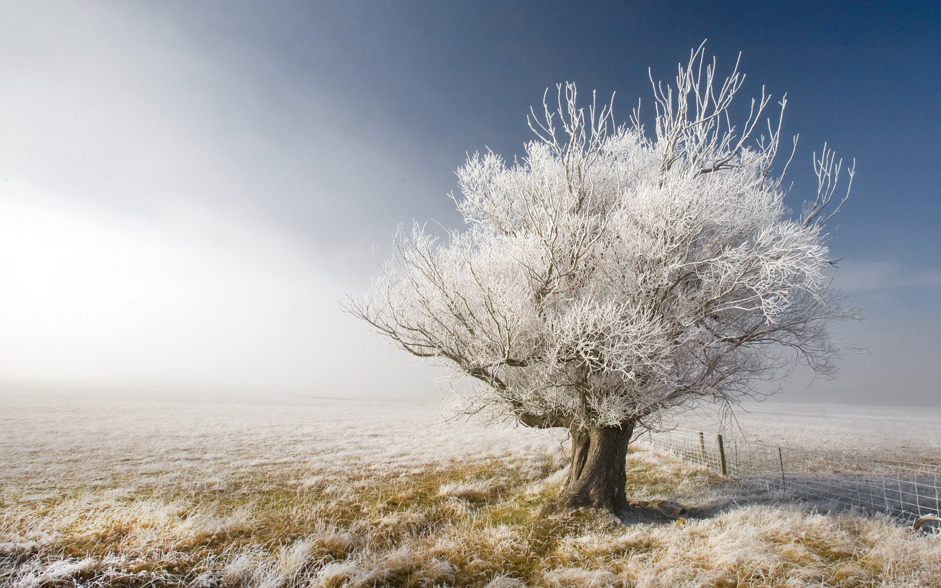 invierno árbol cerca cielo paisaje naturaleza