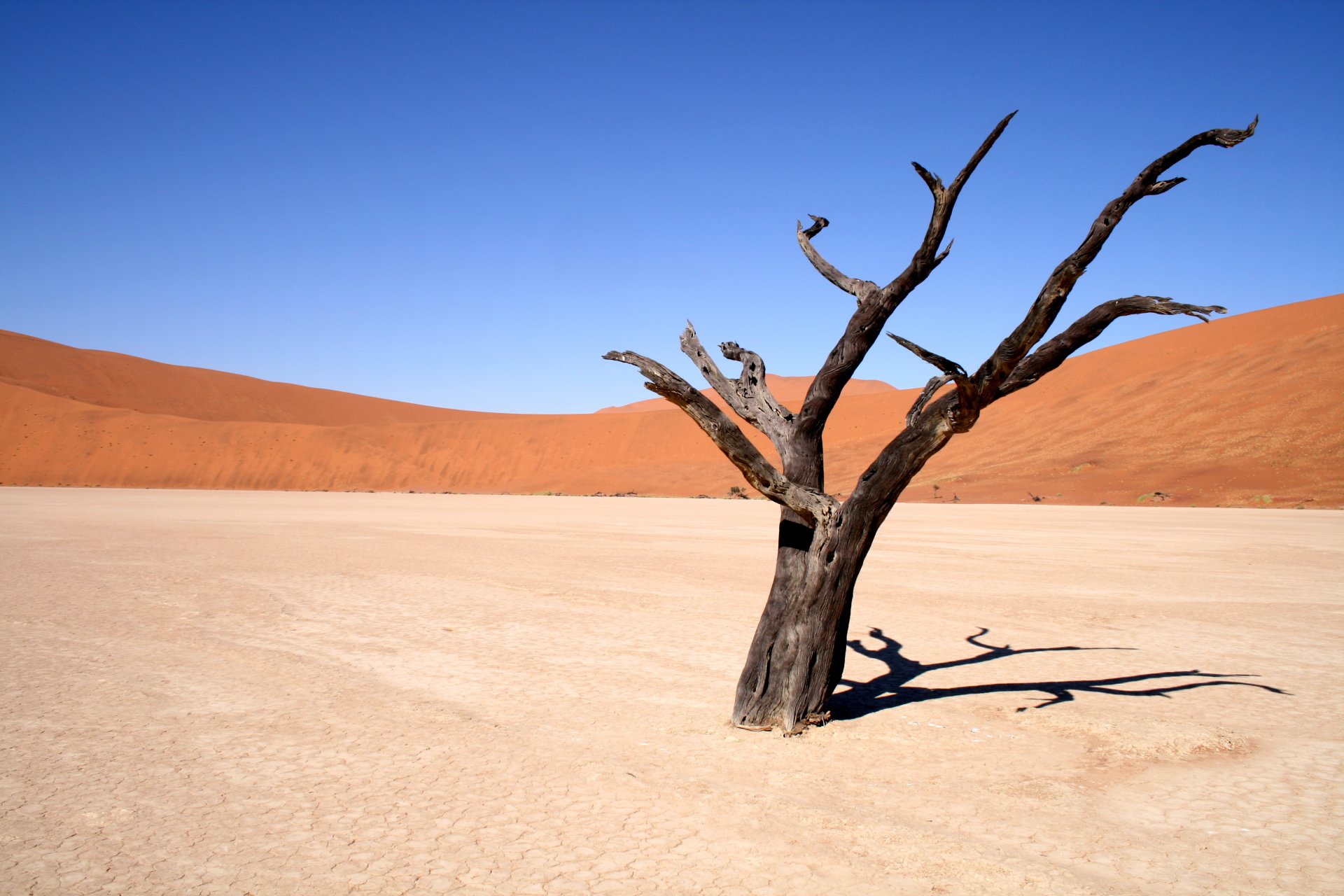 landscape desert tree sand sky wind