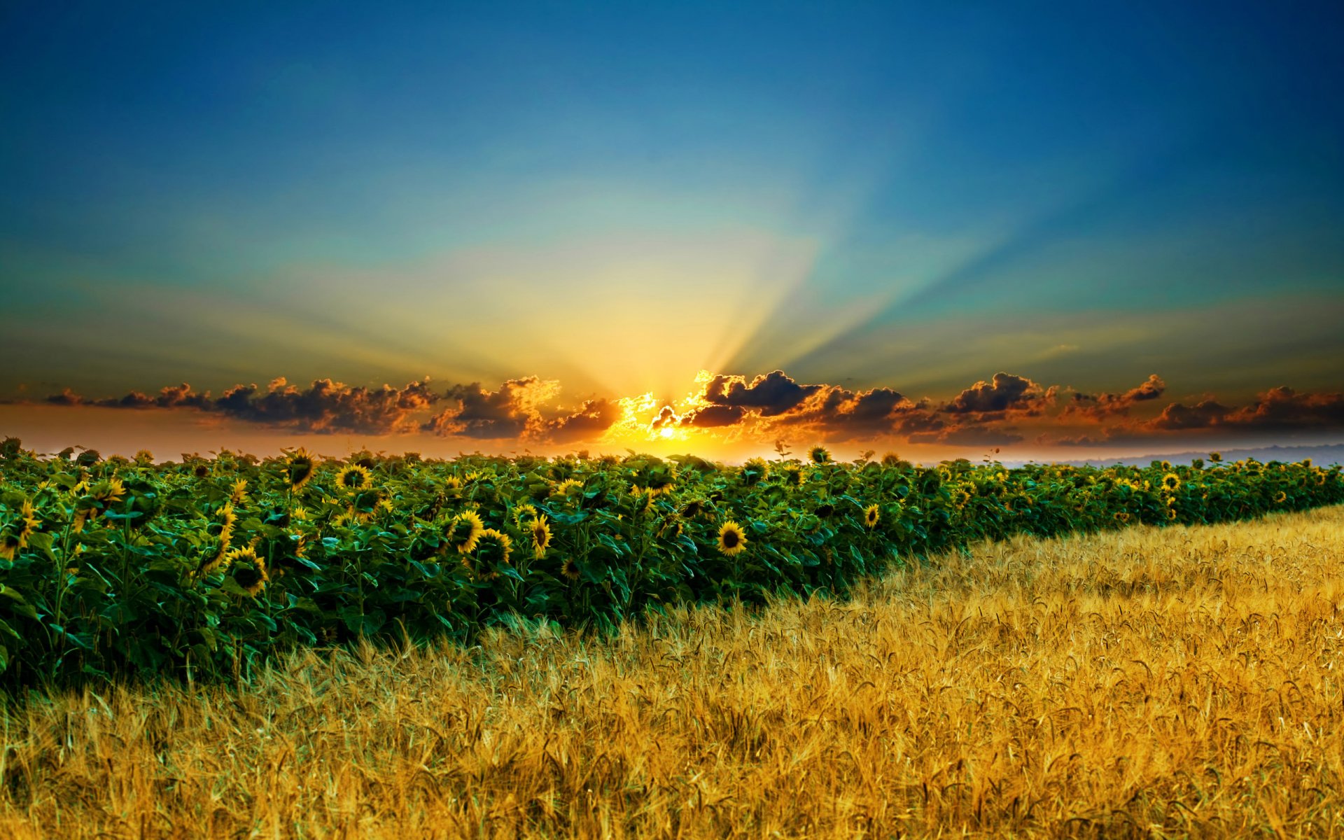 unflowers ears the field sky sun cloud