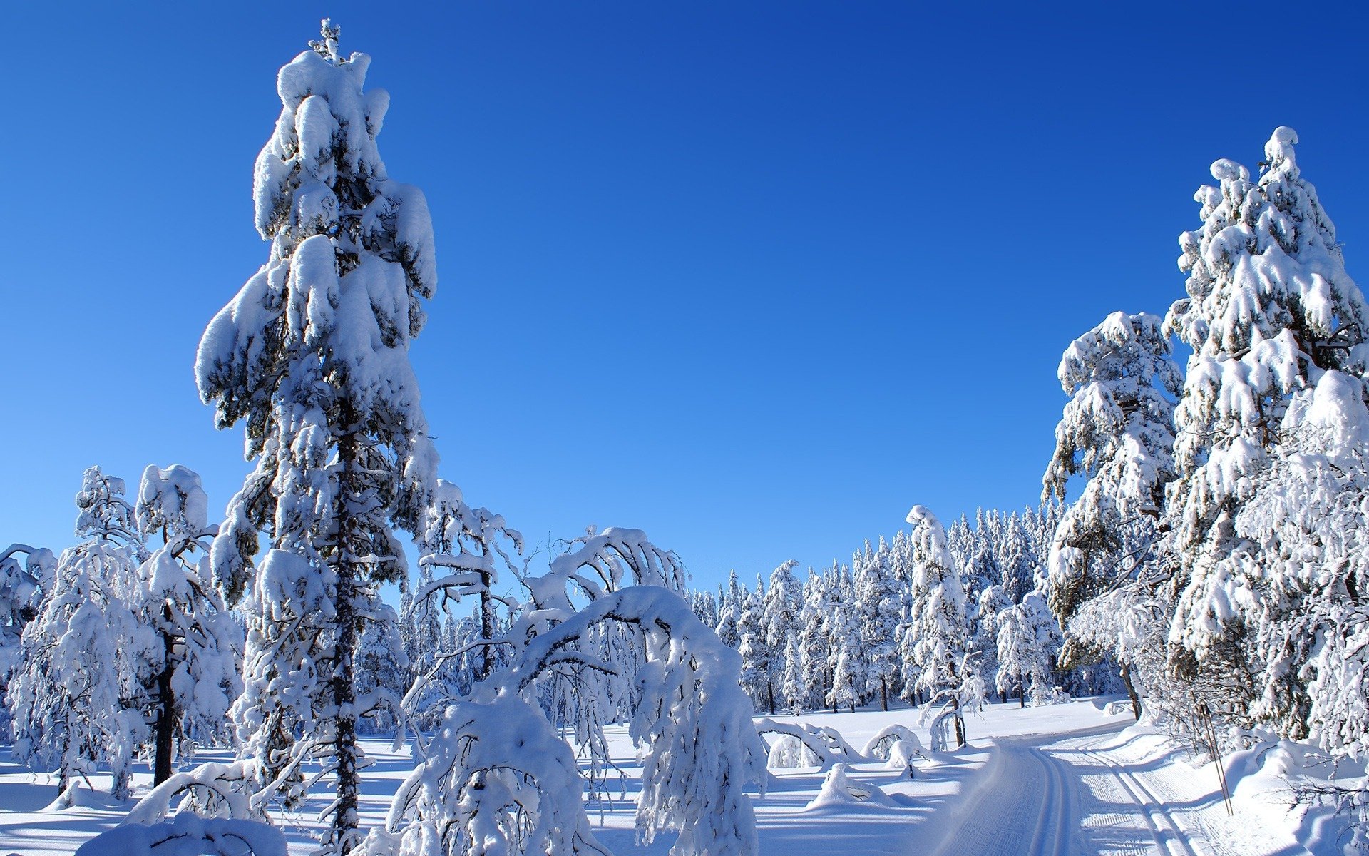 inverno natura paesaggio neve strada abete rosso freddo cielo