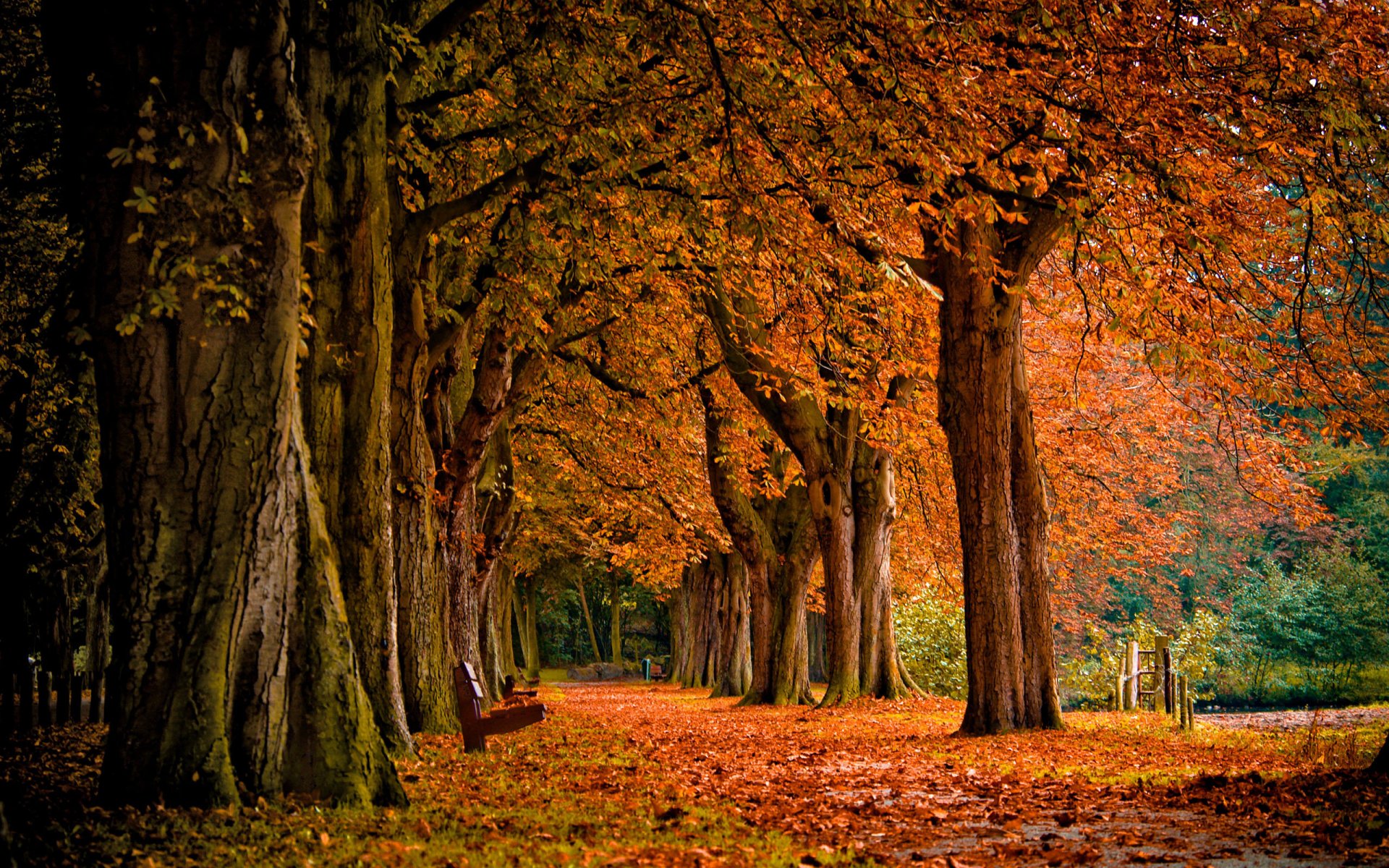 park wald bank bank herbst laubfall bäume natur landschaft blätter