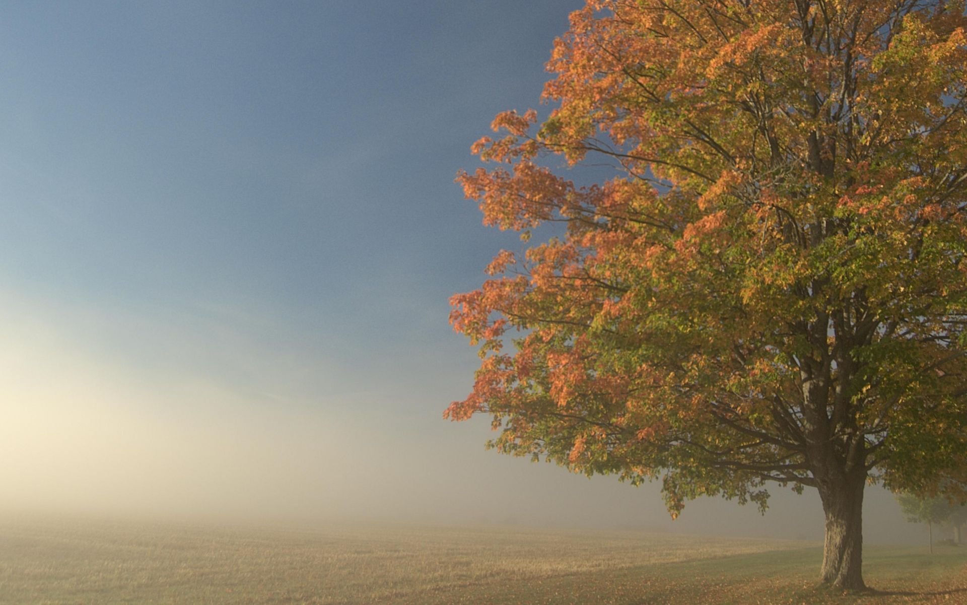 baum feld nebel