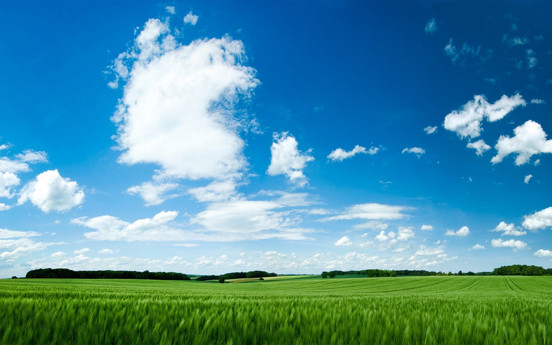 the field grass sky green field