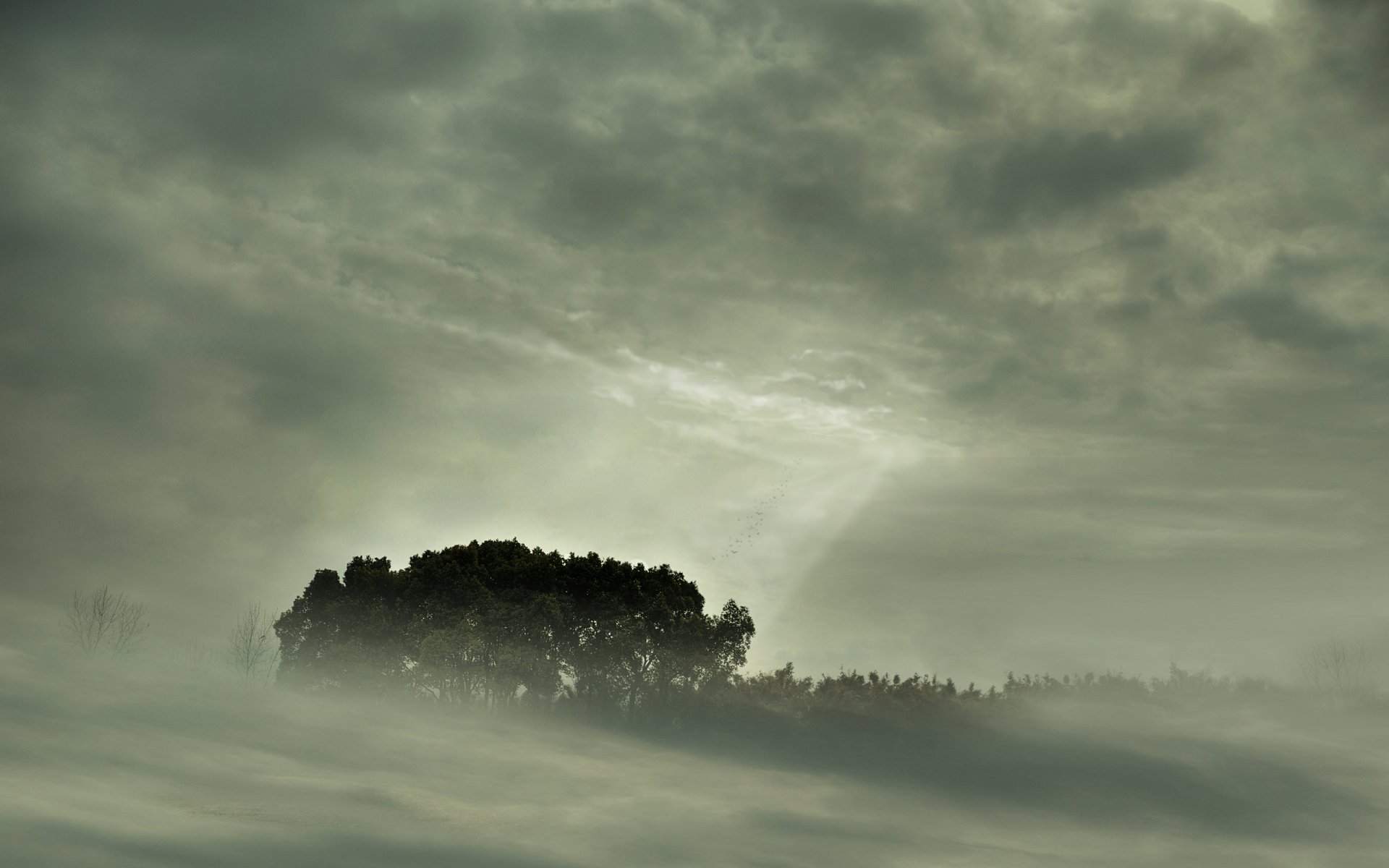 fog landscape tree forest views nature sky tree