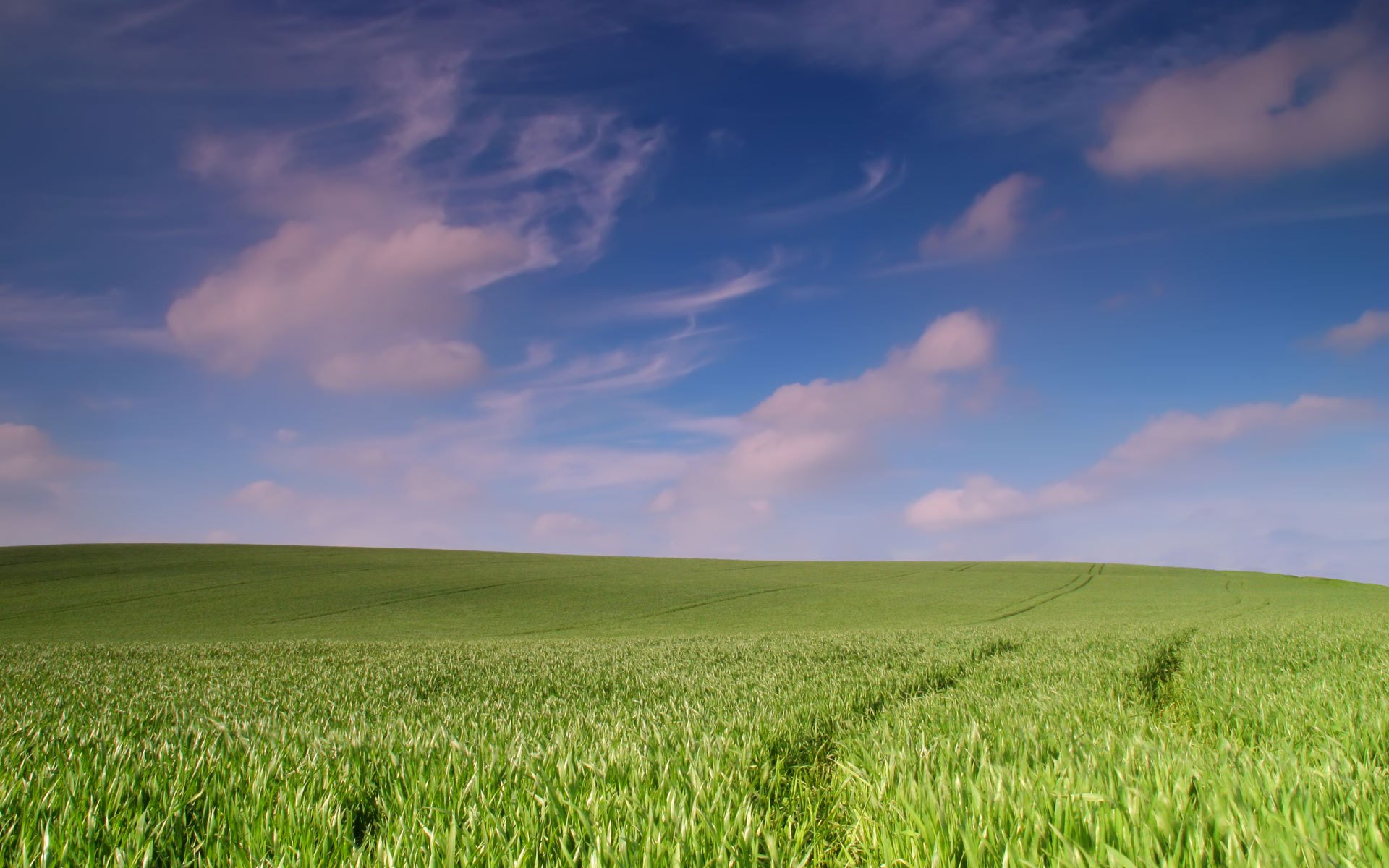 the field landscape