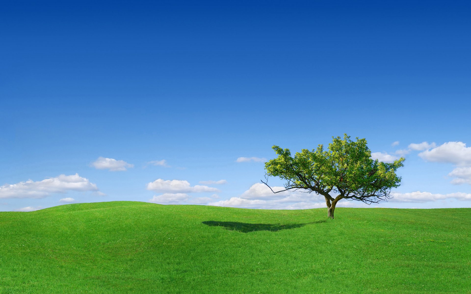 claro hierba solitario árbol