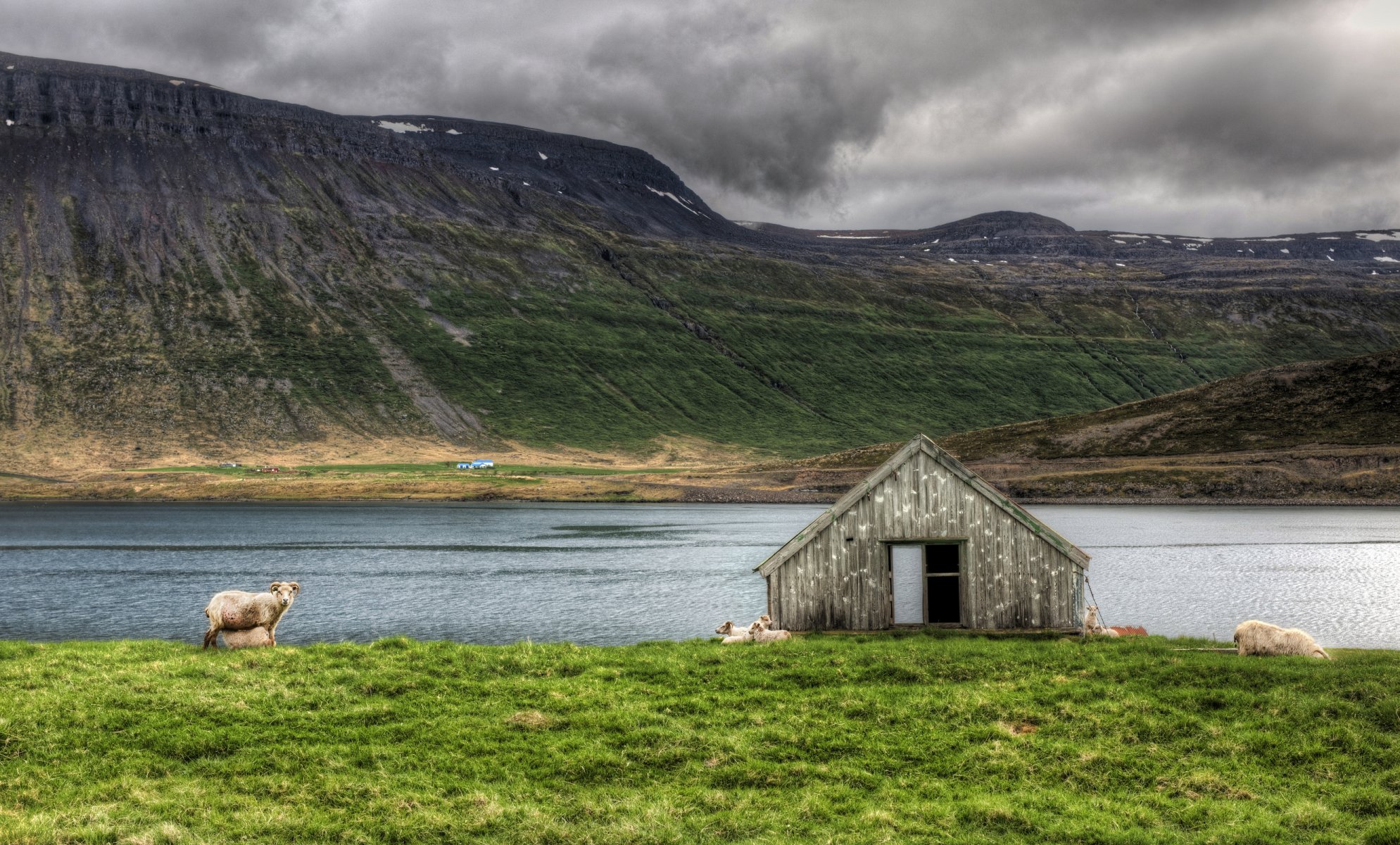 landscape sheep animals river gra