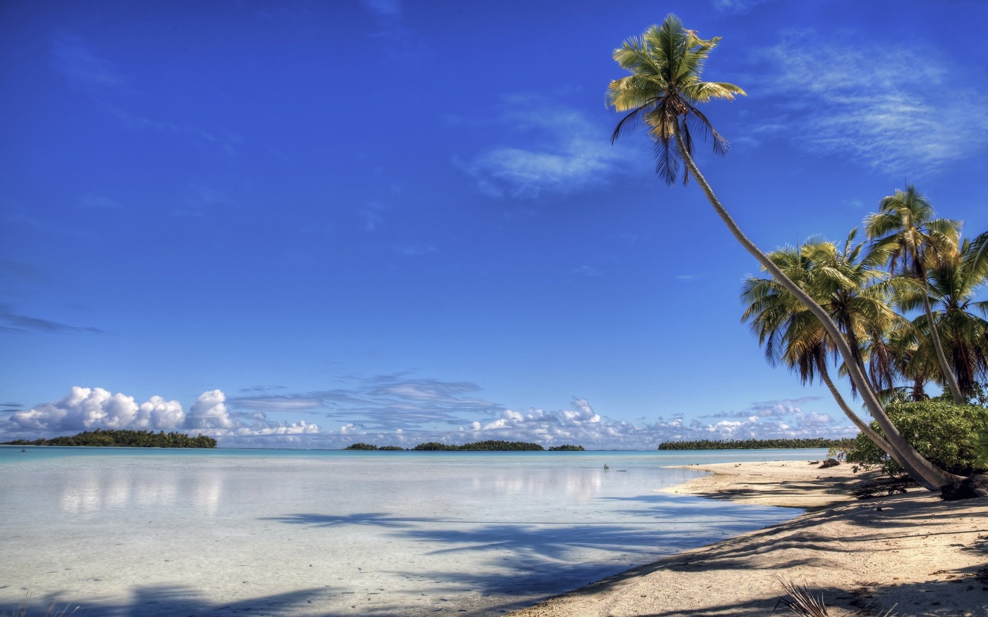 palmier île plage côte paradis