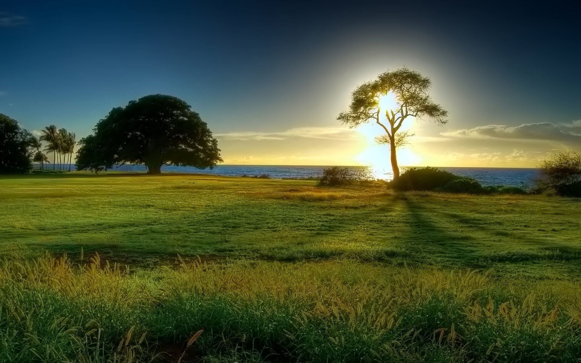 horizont meer lichtung sonne baum