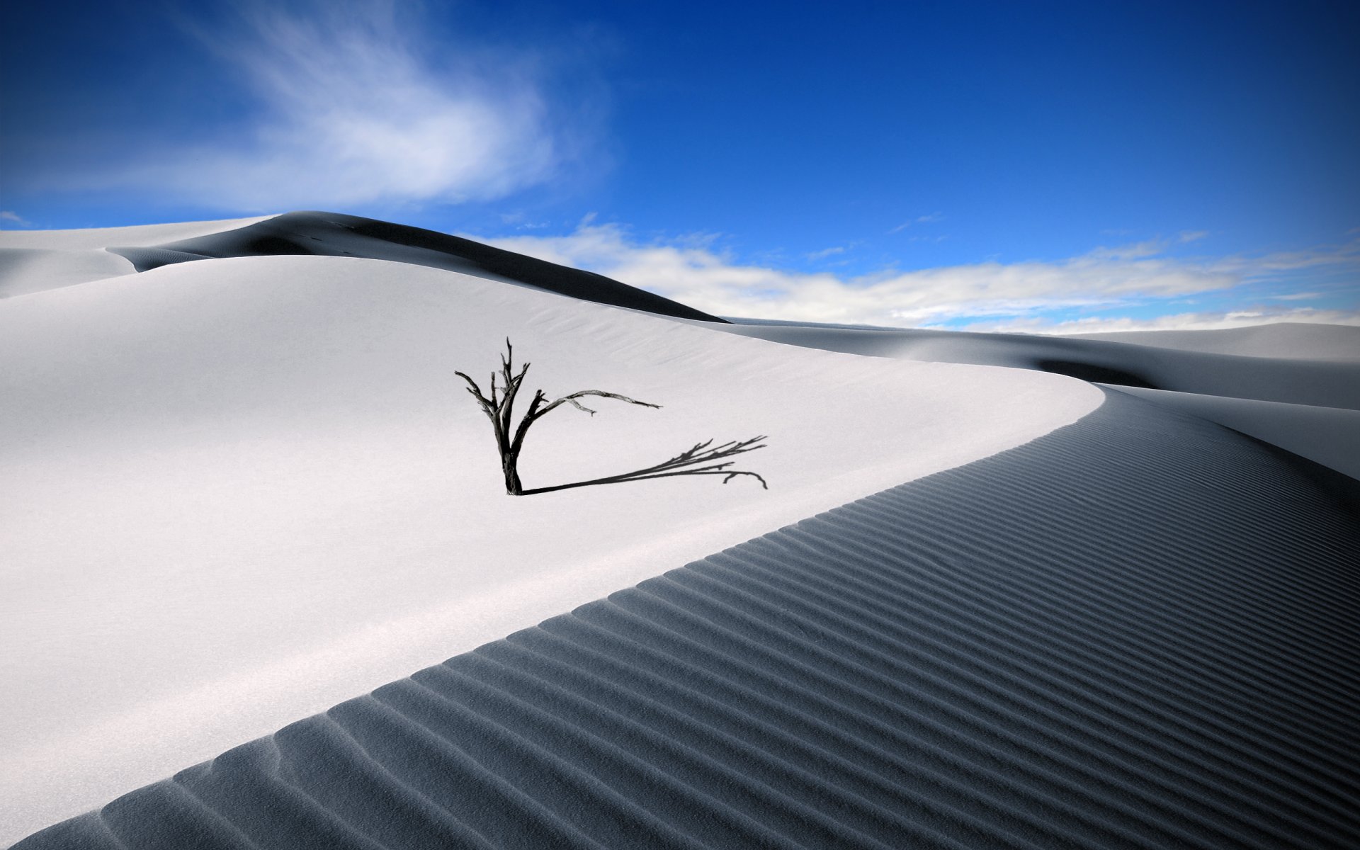 desert sapling sand summer sky